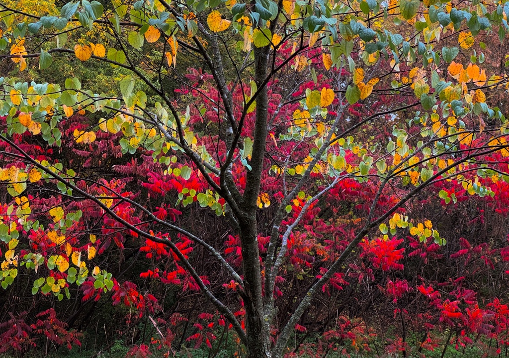 A colorful tree is visible at a park in Toronto, Tuesday, Oct. 21, 2025. (AP Photo/Kamran Jebreili)