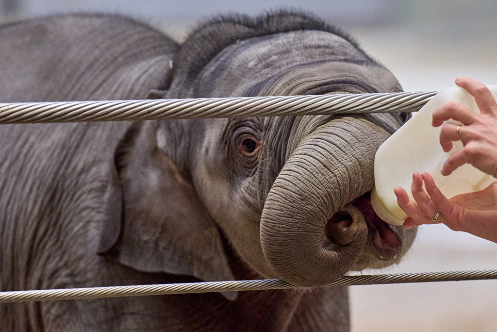 Linh Mai, a 10-week-old Asian elephant calf, is bottle fed by elephant keeper Becky Shore, during her public debut at the National Zoo, Wednesday April 22, 2026, in Washington. (AP Photo/Jacquelyn Martin)