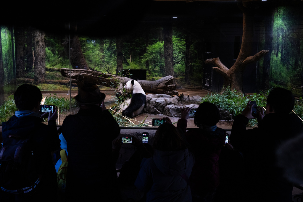 Visitors take photographs of giant panda Lei Lei in its enclosure on the final day of public viewing before departing for China at Ueno Zoo in Tokyo, Sunday, Jan. 25, 2026. (AP Photo/Louise Delmotte)