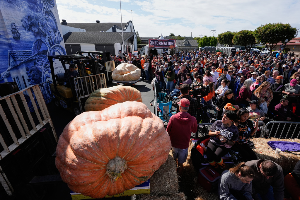 Giant pumpkins are raised by fork lifts before being weighed at the 52nd annual World Championship Pumpkin Weigh-Off in Half Moon Bay, Calif., Monday, Oct. 13, 2025. (AP Photo/Godofredo A. Vásquez)