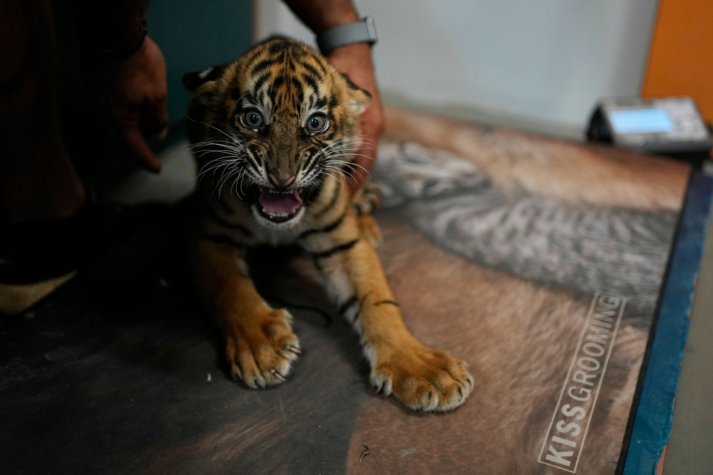 A two-month-old Sumatran tiger cub is weighed before its first vaccination and microchipping at Attica Zoological Park near Athens, Greece, on Tuesday, Sept. 8, 2026, part of an effort to build a backup population of the critically endangered species. (AP Photo/Thanassis Stavrakis)