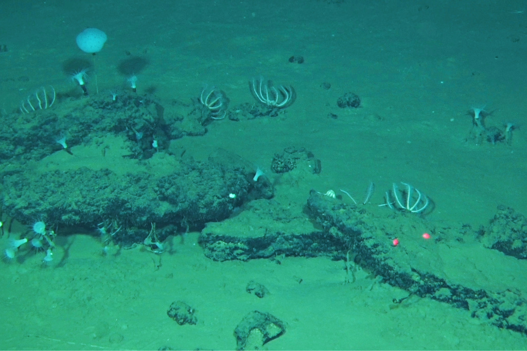 This undated image provided by Peng Zhou shows whale remains on the seafloor that have become home to large communities of marine life, southeastern Indian Ocean, in the Diamantina Fracture Zone. (Global TREnD, IDSSE via AP)
