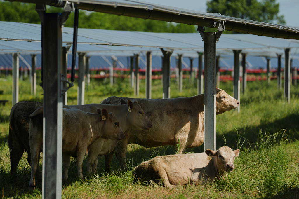 A cow, back right, scratches on a support beam of a solar panel Tuesday, April 28, 2026, at a farm in Christiana, Tenn. (AP Photo/Joshua A. Bickel)
