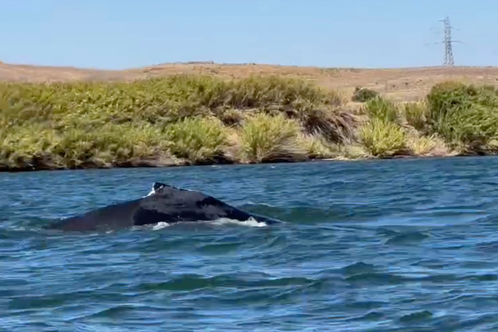 This image taken from video shows a humpback whale swimming in the Sacramento River on Sept. 16, 2026, near Rio Vista, Calif. (Denny Glover via AP)