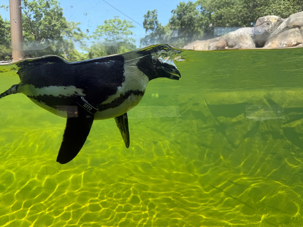 An African penguin swims in their enclosure at the Franklin Park Zoo in Boston to cope with the hot weather conditions, Thursday, July 2, 2026. (AP/Michael Casey)