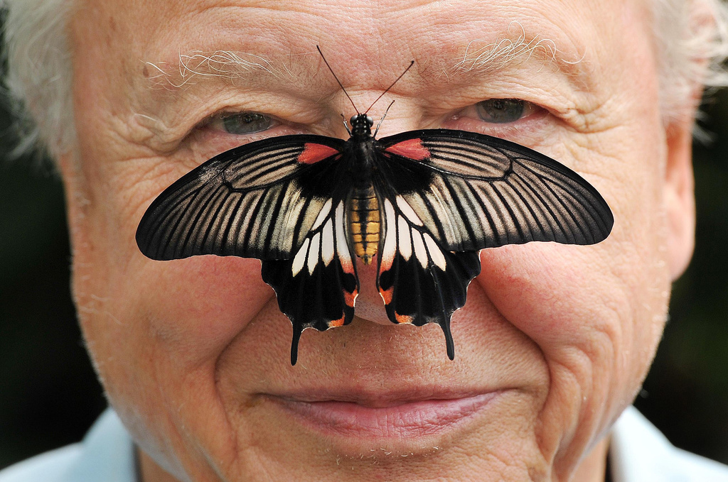 FILE - Butterfly Conservation President Sir David Attenborough poses for a photo with a south east Asian Great Mormon Butterfly on his nose, as he launches the Big Butterfly count at London Zoo, July 11, 2012. (John Stillwell/PA via AP, File)
