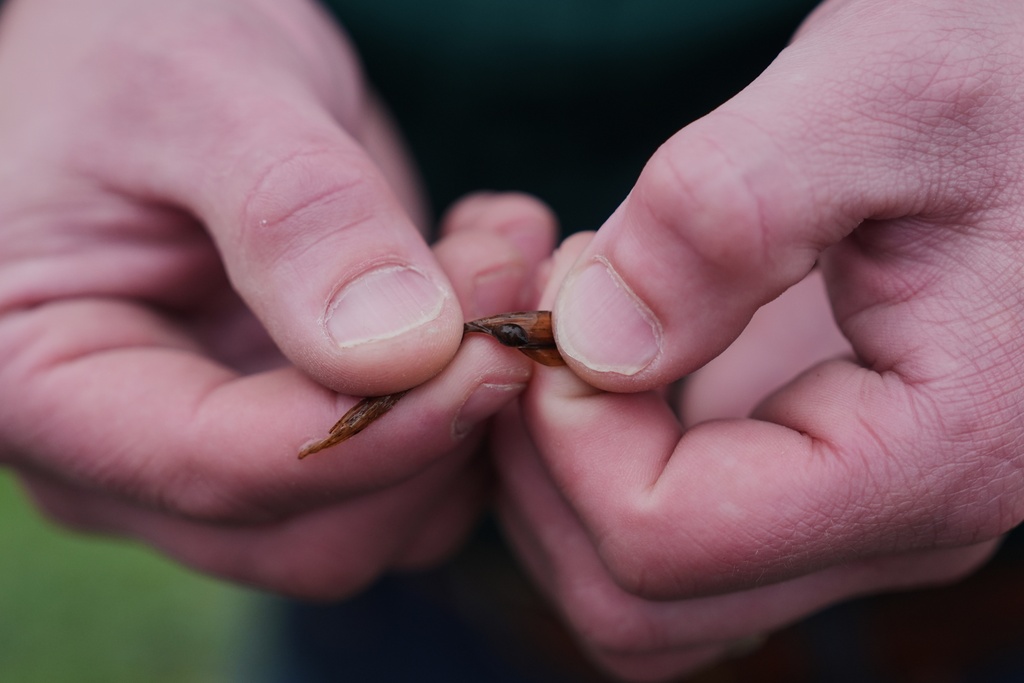 Blake Wilson, an entomologist at Louisiana State University, inspects a baby apple snail Wednesday, Jan. 21, 2026, at a crawfish farm in Kaplan, La. (AP Photo/Joshua A. Bickel)