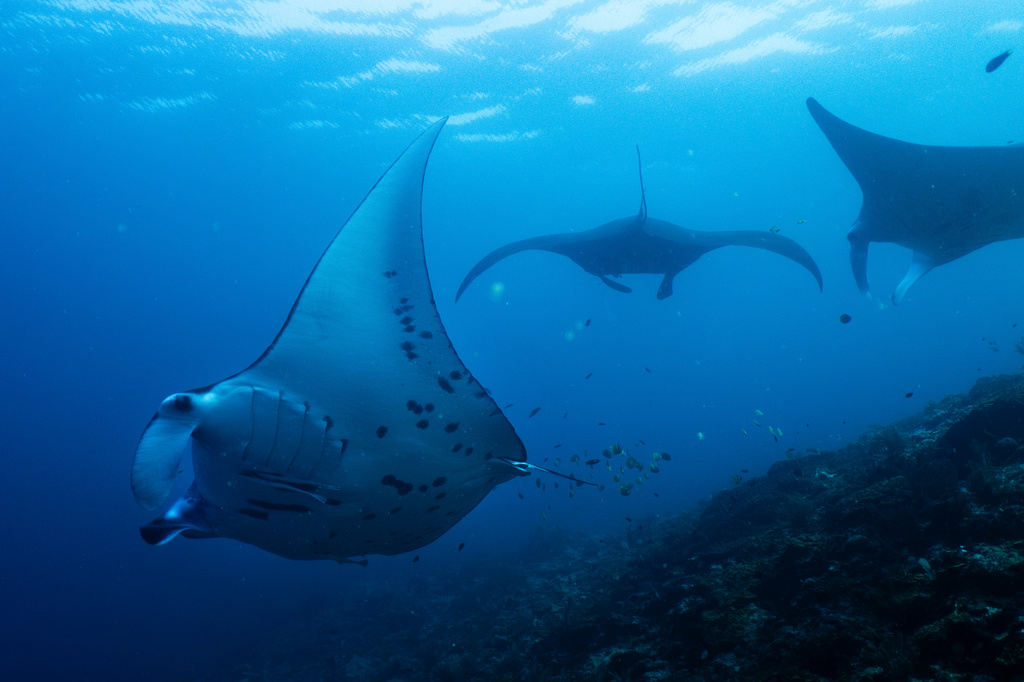 Oceanic manta rays swim at the Manta Ridge dive site in Raja Ampat, Indonesia, Saturday, March 7, 2026. (AP Photo/Claudia Rosel)
