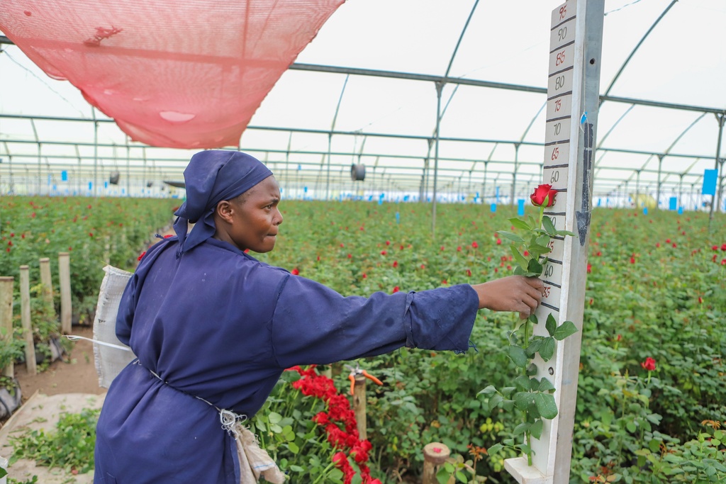 Dorcas Wanjala measures roses for export at the Isinya Roses farm in Kajiado, Kenya, Tuesday, March 24, 2026, as Kenya's flower industry is losing up to $1.4 million a week as the Iran war cuts demand and disrupts shipping. (AP Photo/Patrick Ngugi)