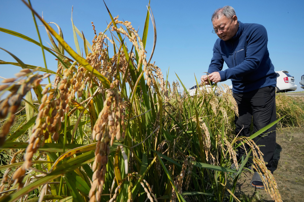 Hwang Seong-yeol, a South Korean rice farmer, watches crops damaged by a fungal disease that spread during an abnormally rainy autumn at his rice paddy in Seosan, South Korea, Monday, Oct. 20, 2025. (AP Photo/Ahn Young-joon)