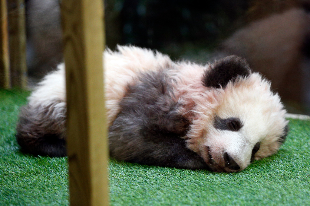 FILE - A 4-month-old cub called Yuan Meng, which means "the realization of a wish" or "accomplishment of a dream", is pictured during it naming ceremony at the Beauval Zoo in Saint-Aignan-sur-Cher, France, Monday, Dec. 4, 2017. (AP Photo/Thibault Camus, File, Pool)