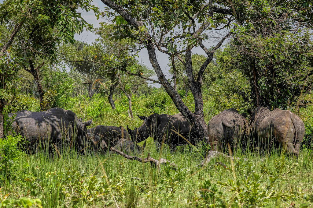 Rhinos rest under a tree at the Ziwa Rhino Sanctuary, northwest of Nakasongola, Uganda, Monday, Sept. 22, 2025. (AP Photo/Hajarah Nalwadda)