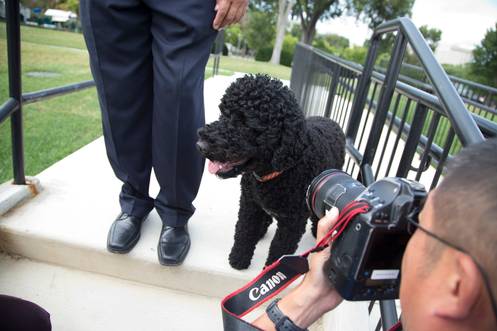 FILE - Sunny, President Barack Obama's newest dog takes a walk at the White House, Sept. 9, 2013, in Washington. (AP Photo/ Evan Vucci)