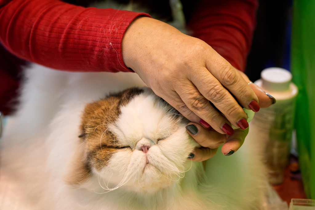 A breeder grooms a Persian cat during the FIFe World Show Romania 2025, the world's largest cat event, held in a different country every year, which brought together more than 1000 cats from over 30 countries, in Bucharest, Romania, Saturday, Oct.25, 2025. (AP Photo/Andreea Alexandru)