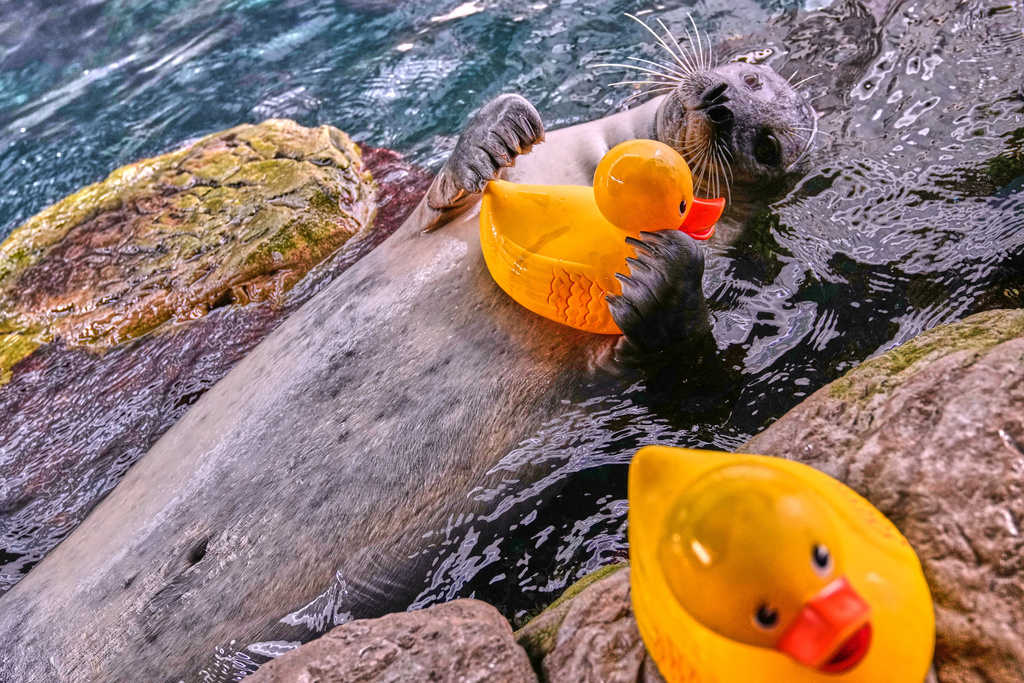 Reggae, a 33-year-old Atlantic Harbor seal, clutches a rubber duck during a training session at the New England Aquarium, Friday, Feb. 20, 2026, in Boston. (AP Photo/Charles Krupa)