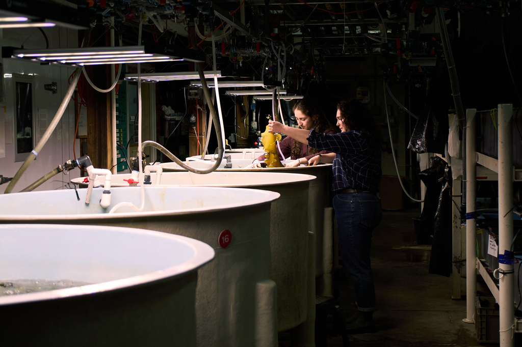 Hadley Kerr, left, and Morgan Anthony examine pieces of kelp Friday, March 13, 2026, at the Woods Hole Oceanographic Institution in Woods Hole, Mass. (Ana Georgescu/MIT Graduate Program in Science Writing via AP)
