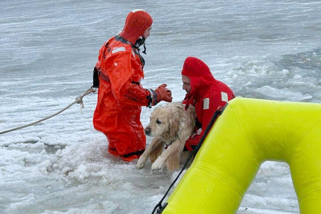 In this photo provided by the Misquamicut Fire Department, Phoenix, a yellow Labrador, is rescued by firefighters in Westerly, R.I., on Thursday, Jan. 1, 2026, after falling through thin ice on a pond. (Misquamicut Fire Department via AP)