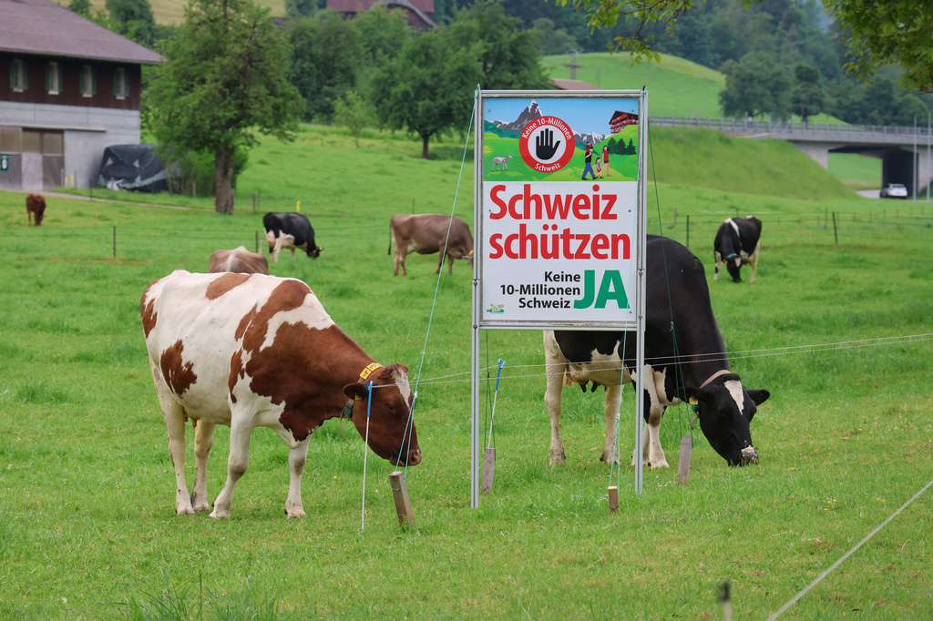 An electoral poster for the right-wing Swiss People's Party (SVP) popular initiative "No 10-million-Switzerland" is pictured on a cow pasture in Villnachern, Switzerland, May, 10, 2026. (Manuel Geisser/Keystone via AP)