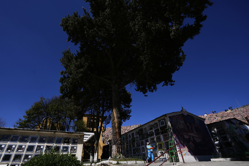 A tree that was struck by lightning years ago, and has since been considered sacred, rises above the General Cemetery in La Paz, Bolivia, Sunday, Aug. 31, 2025. (AP Photo/Juan Karita)