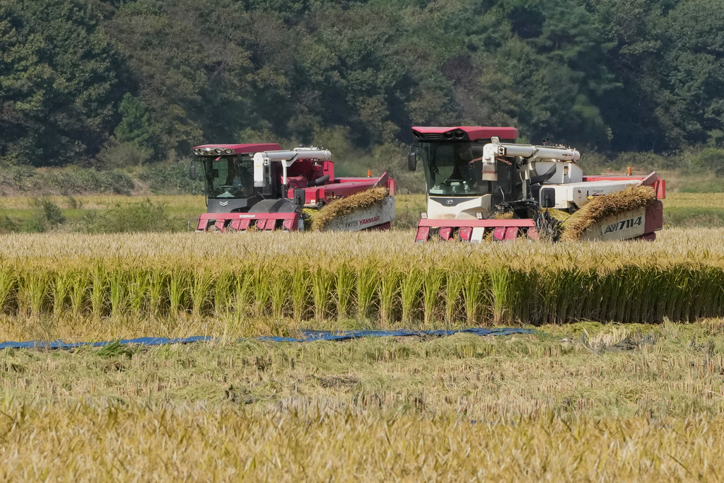 Farmers use combine harvesters at a rice paddy of farmer Hwang Seong-yeol in Seosan, South Korea, Monday, Oct. 20, 2025. (AP Photo/Ahn Young-joon)