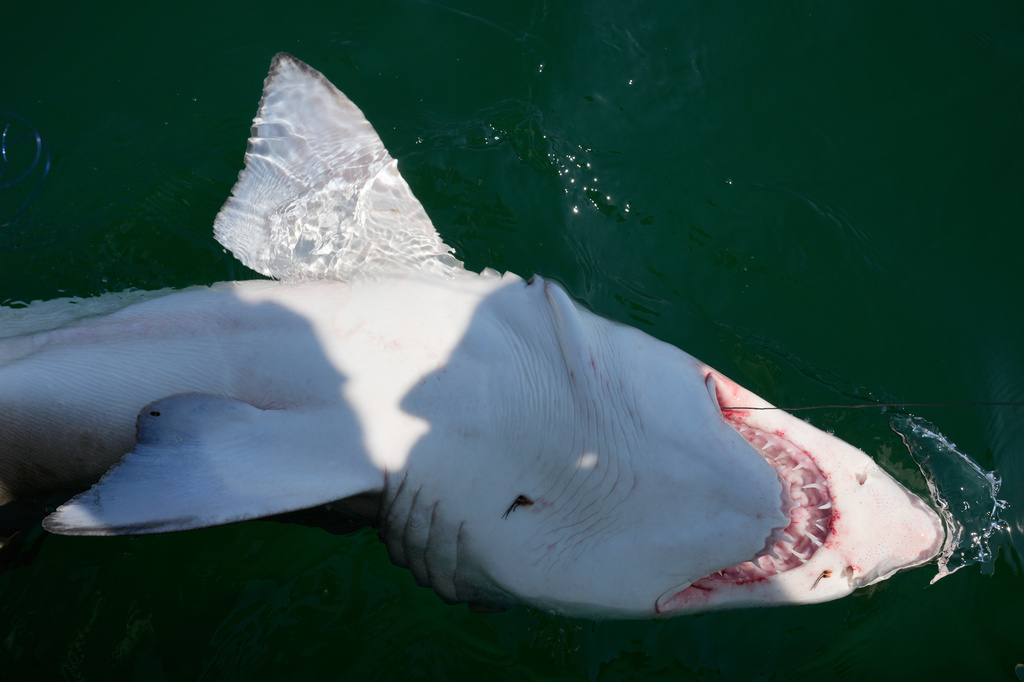 A sand tiger shark is brought along side a boat after being caught for scientific study off the coast of Hampton Bays, N.Y., Thursday, Aug. 20, 2026. (AP Photo/Seth Wenig)