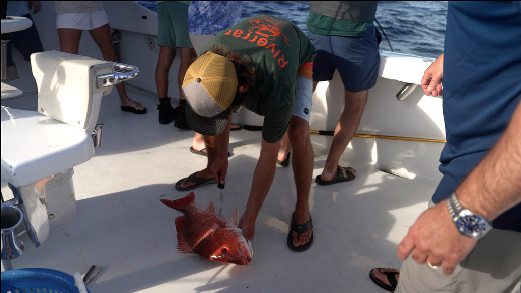 Captain Tyler Usina uses a technique to vent a red snapper caught on the charter boat Jodie Lynn II, before it is released back into the water miles off the coast of St. Augustine, Fla., on May 22, 2026. (AP Photo/Shelby Lum)