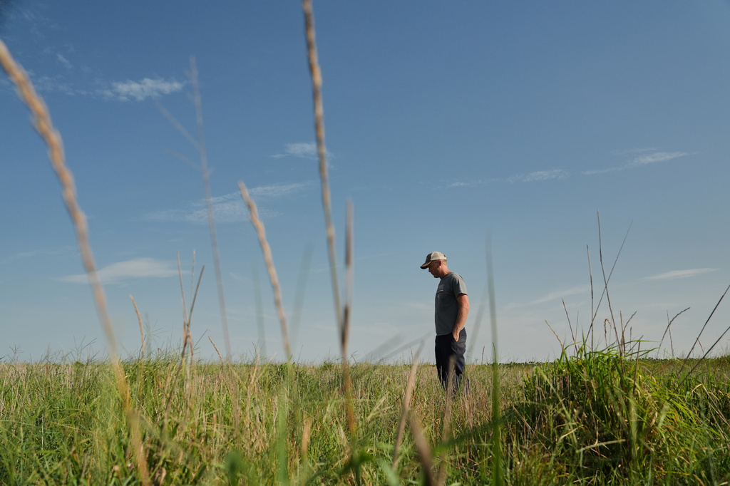 David Mueller stands in his Kernza field Tuesday, July 28, 2026, at his farm in Halstead, Kan. (AP Photo/Joshua A. Bickel)