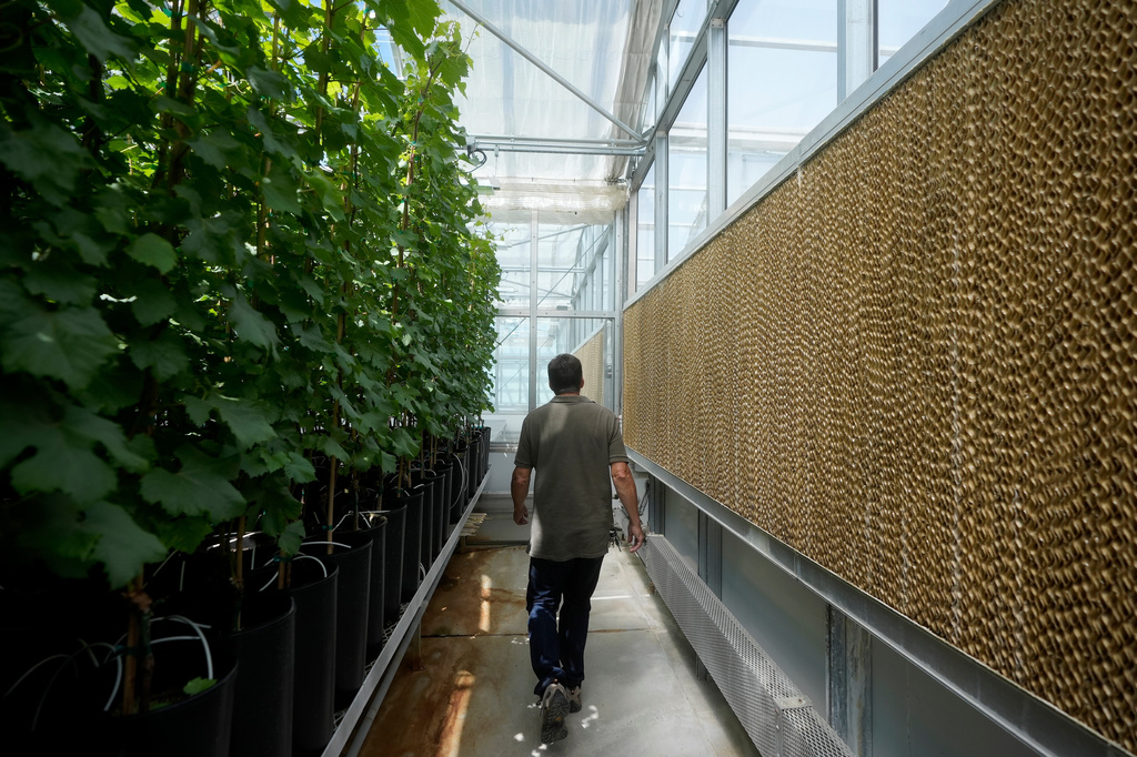 FILE - Bill Werner, lead greenhouse manager of the College of Agricultural and Environmental Sciences at the University of California Davis, walks between plants and evaporative cooling pads in a greenhouse at the Core Greenhouse Complex on the campus in Davis, Calif., May 20, 2024. (AP Photo/Jeff Chiu, File)