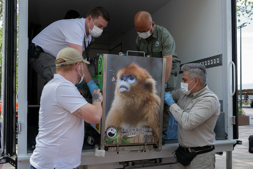 In this photo provided by Pairi Daiza, a golden snub-nosed monkey from China is transported in Brugelette, Belgium, in May 2025. (Pairi Daiza via AP) In this photo provided by Pairi Daiza, a golden snub-nosed monkey from China is transported in Brugelette, Belgium, in May 2025. (Pairi Daiza via AP)