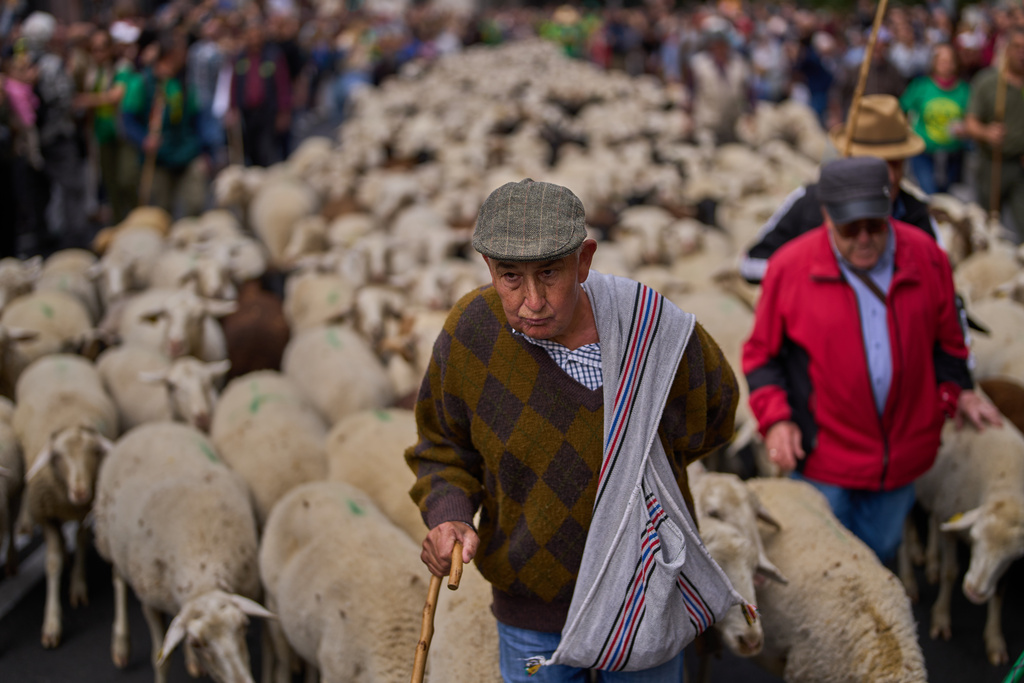 A herd of sheep are guided through central Madrid, Spain, as shepherds lead them through the streets in defense of ancient grazing and migration rights in Madrid, Spain, Sunday, Oct. 19, 2025. (AP Photo/Manu Fernandez)
