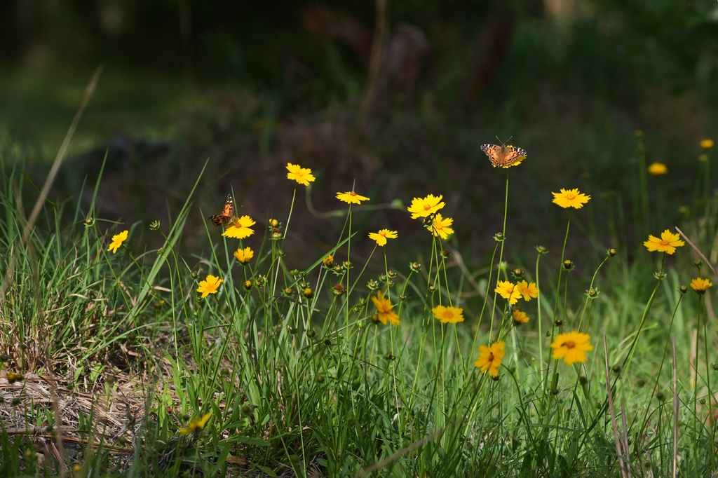 Painted Lady butterflies collects pollen from tickseed flowers planted on a grave at the Prairie Creek Conservation Cemetery, Monday, April 6, 2026, in Gainesville, Fla. (AP Photo/Marta Lavandier)