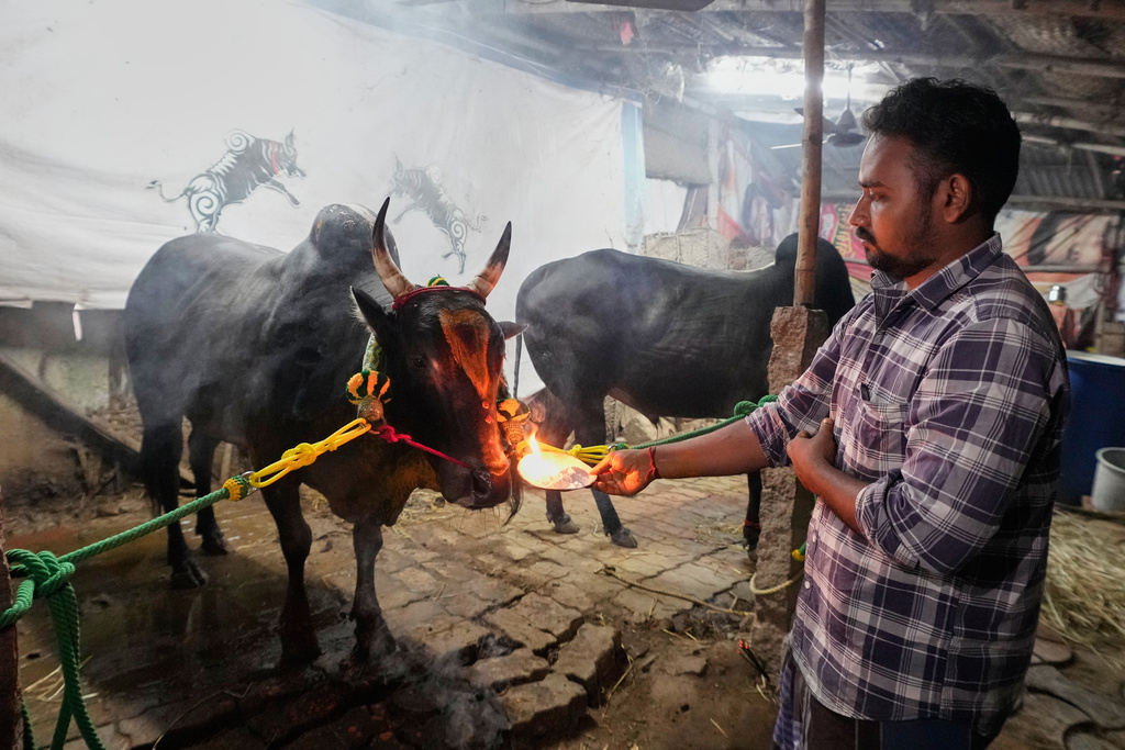 Venkatesh offers prayers before leaving for Palamedu village to attend the Jallikattu bull-taming event at the annual harvest festival in Madurai, India, Friday, Jan. 16, 2026. (AP Photo/Mahesh Kumar A.)