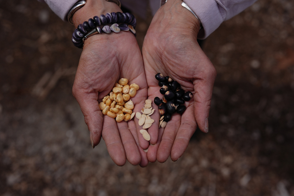 Dawn Spears holds heirloom seeds including, from left, Narragansett white flint corn, crookneck squash and succotash beans Tuesday, April 21, 2026, in Hopkinton, R.I. (AP Photo/Joshua A. Bickel)