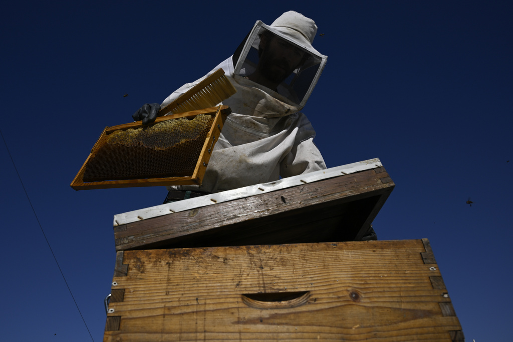 Nikos Chadjilias places a frame with honey in an empty beehive on the roof of a building in the Ilioupoli suburb of Athens, Greece, July 3, 2025. (AP Photo/Michael Varaklas)