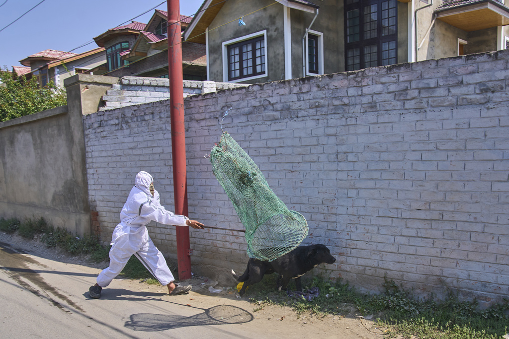 A municipal worker catches a stray dog during a sterilization drive in Srinagar, Indian controlled Kashmir, Wednesday, Sept. 17, 2025. (AP Photo/Dar Yasin)