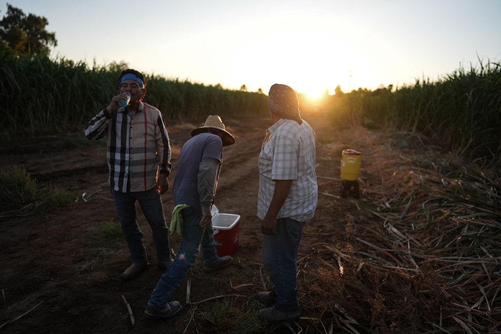Farmworkers Hipolito Hernandez, from left, Leonardo Hernandez and Manuel Gallegos hydrate at sunrise before starting their day in a sugarcane field in Niland, Calif., Thursday, Sept. 11, 2025. (AP Photo/Jae C. Hong)