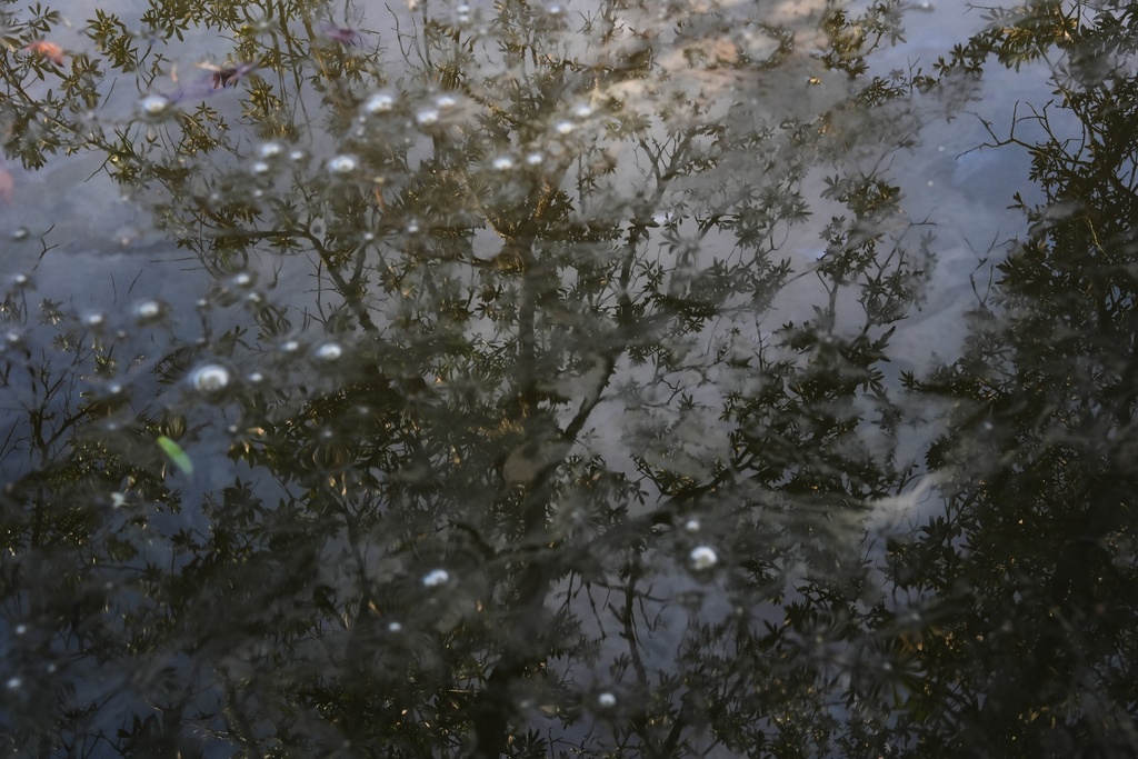 A tree reflects in the waters of a salt marsh Wednesday, Oct. 8, 2025, in Charleston, S.C. (AP Photo/Joshua A. Bickel)