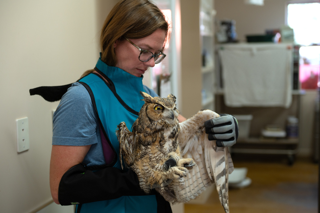 In this image provided by Best Friends Animal Sanctuary, small animals manager Sierra Medlin examines the wing of an owl in Nov. 6, 2025, that was taken to the sanctuary in Kanab, Utah, after it fell into a concrete mixer. (Best Friends Animal Sanctuary via AP)