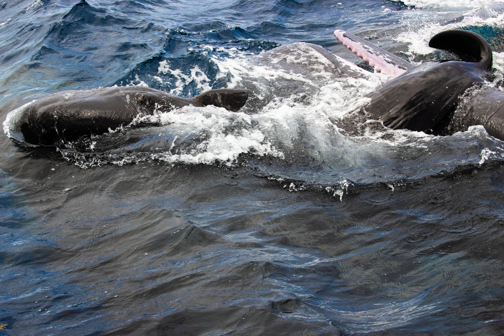 This 2023 image provided by Project CETI shows a newborn sperm whale born off the coast of the Caribbean island of Dominica. (David Gruber/Project CETI via AP)