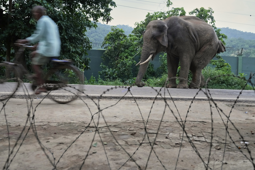 An injured male tusker walks past barbed wire installed to protect residential areas from wild elephants in Amchang wildlife sanctuary on the outskirts of Guwahati, Saturday, Aug. 9, 2025. (AP Photo/Anupam Nath)