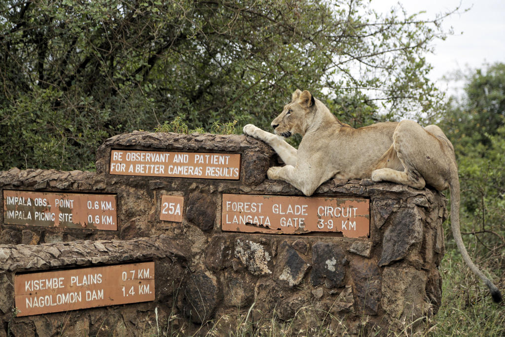 A lioness rests on top of a sign inside Nairobi National Park, where lions are known to roam, on the outskirts of Nairobi, Kenya, on Jan. 10, 2019. (AP Photo/Laila Kazziha)
