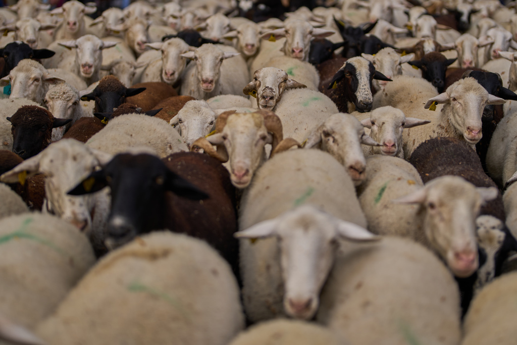 A herd of sheep are guided through central Madrid, Spain, as shepherds lead them through the streets in defense of ancient grazing and migration rights in Madrid, Spain, Sunday, Oct. 19, 2025. (AP Photo/Manu Fernandez)