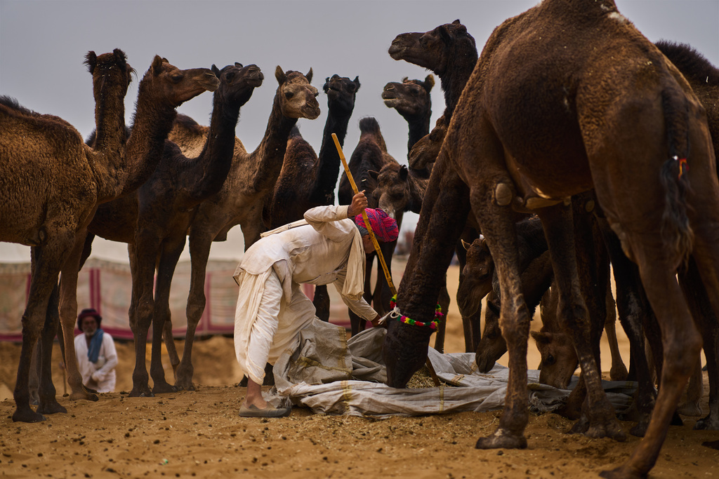 A camel herder feeds his camels at the annual cattle fair in Pushkar, in the western Indian state of Rajasthan, Monday, Oct. 27, 2025. (AP Photo/Rajesh Kumar Singh)