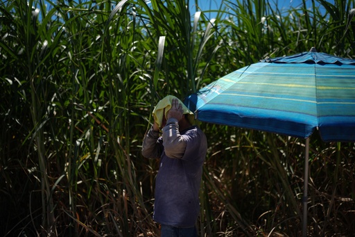 Leonardo Hernandez wipes sweat from his face in the shade while working in a sugarcane field in Niland, Calif., Thursday, Sept. 11, 2025. (AP Photo/Jae C. Hong) Leonardo Hernandez wipes sweat from his face in the shade while working in a sugarcane field in Niland, Calif., Thursday, Sept. 11, 2025. (AP Photo/Jae C. Hong)