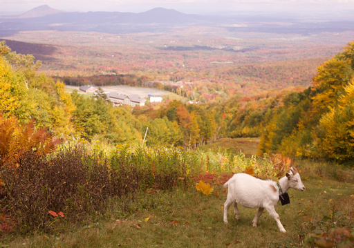 A goat wearing a geofence collar walks on a ski slope at Jay Peak Resort, Friday, Sept. 26, 2025 in Jay, Vt. (AP Photo/Amanda Swinhart) A goat wearing a geofence collar walks on a ski slope at Jay Peak Resort, Friday, Sept. 26, 2025 in Jay, Vt. (AP Photo/Amanda Swinhart)