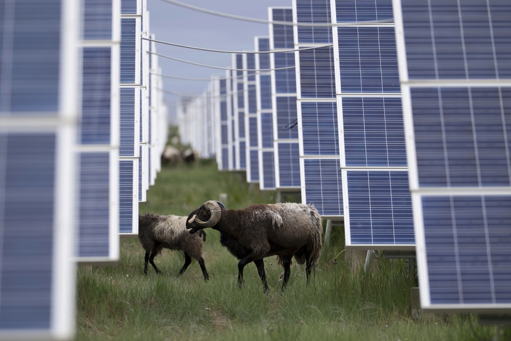 Tibetan sheep graze at a solar farm in Hainan prefecture of western China's Qinghai province on Tuesday, July 1, 2025. (AP Photo/Ng Han Guan)