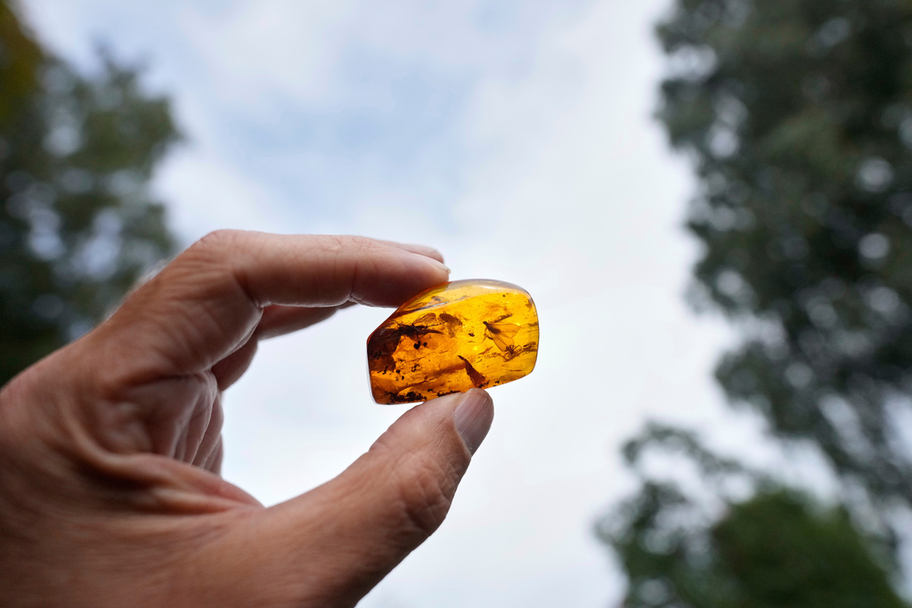 Vollrath Wiese shows a piece of amber with insects trapped inside, at the "Nature House" museum in the village of Cismar near the Baltic Sea resort of Dahme, Germany, Tuesday, Sept. 2, 2025. (AP Photo/Markus Schreiber)