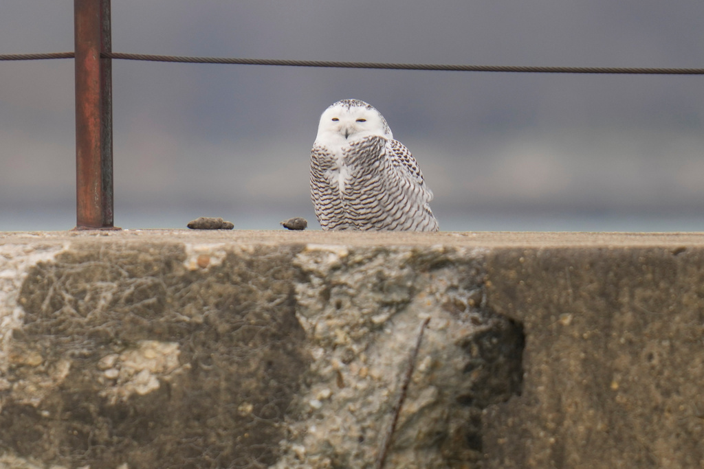 A snowy owl rests on a pier near Montrose Point Bird Sanctuary, Monday, Nov. 24, 2025, in Chicago. (AP Photo/Erin Hooley)