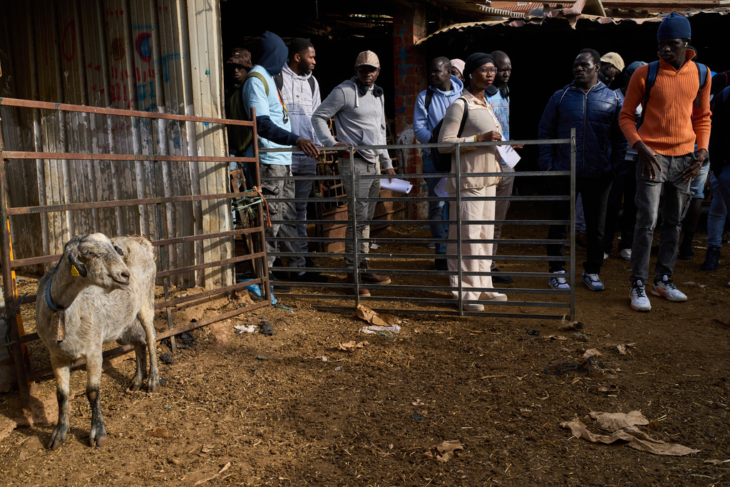African students visit a sheep farm during a practical class on sheep care in Malagón, central Spain, Friday, Oct. 10, 2025. (AP Photo/Bernat Armangue)