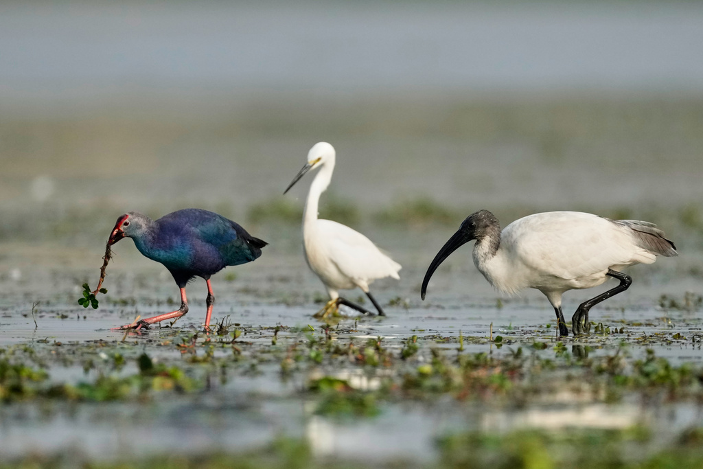 A Black-headed Ibis, right, along with a Grey-headed swamphen, left, and a Great Egret, center, search food in a wetland at the Pobitora wildlife sanctuary on the outskirts of Guwahati, India, Wednesday, Jan. 7, 2026. (AP Photo/Anupam Nath)